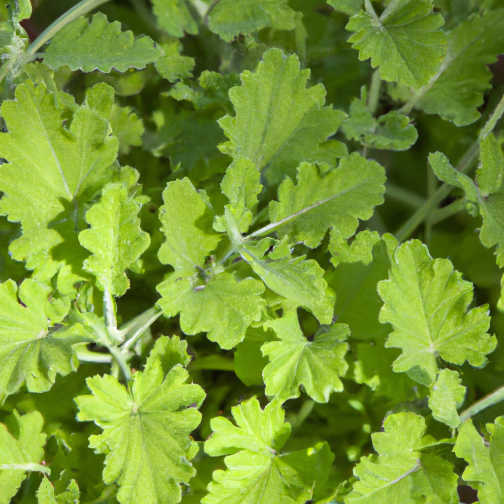 Citronella 16 oz