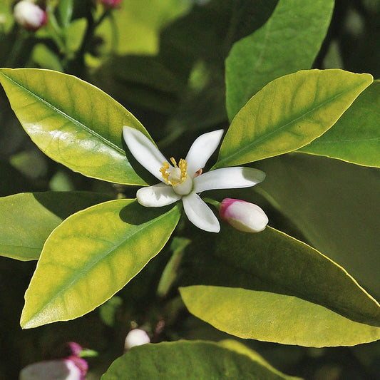 Flor de Cítricos
