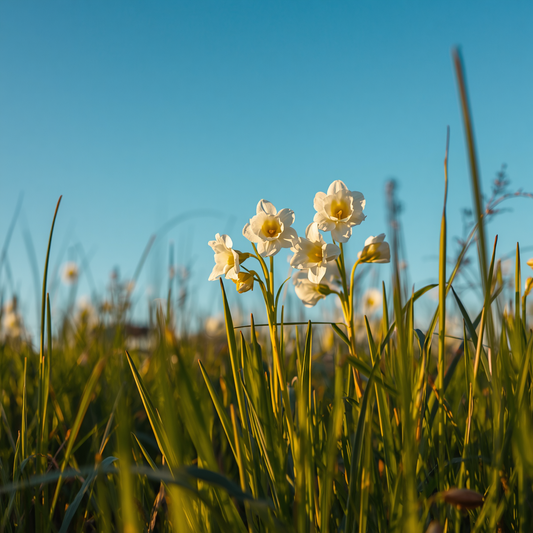 Azafrán blanco
