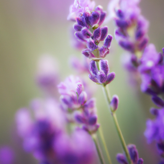 Lavanda