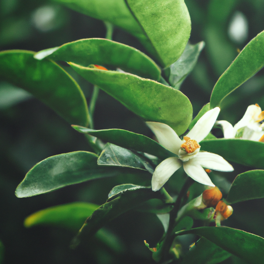 Flor de naranja